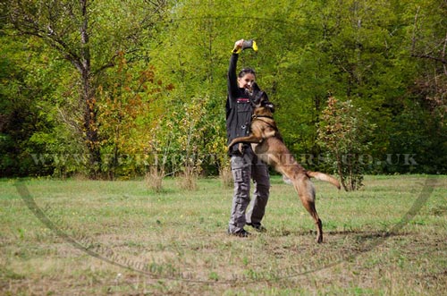 Malinois training tool